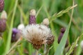 Canada thistle (Cirsium arvense) withered and dried Royalty Free Stock Photo