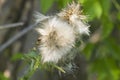 Canada Thistle Royalty Free Stock Photo