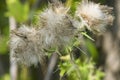 Canada Thistle Royalty Free Stock Photo