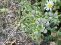 Canada thistle, Field thistle, Cirsium arvense, perennial weed