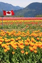 Canada Tulip fields Royalty Free Stock Photo