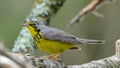 Canada Warbler Cardellina canadensis