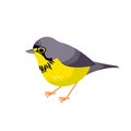 Canada warbler is a small boreal songbird of the New World warbler family Parulidae. Cartoon flat style beautiful