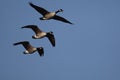 Canadese gans, Greater Canada Goose, Branta canadensis Royalty Free Stock Photo