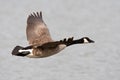 Canadese Gans; Greater Canada Goose, Branta canadensis Royalty Free Stock Photo