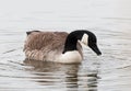 Canadese Gans; Greater Canada Goose, Branta canadensis Royalty Free Stock Photo