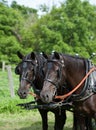Two Canadian horses in driving harnesses Royalty Free Stock Photo