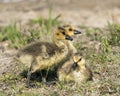 Canada Goose Photo. Canadian babies gosling close-up profile view resting on grass in their environment and habitat. Three Canada