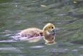 A baby Canadian goose swimming in a lake. Royalty Free Stock Photo