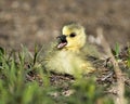 Canada Goose Photo. Canadian baby gosling close-up profile view resting on grass in its environment and habitat with a open beak Royalty Free Stock Photo