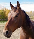 Canadian Barrel Racing Horse Royalty Free Stock Photo