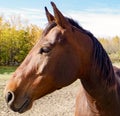 Canadian Barrel Racing Horse Royalty Free Stock Photo