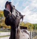 Canadian Barrel Racing Horse Royalty Free Stock Photo