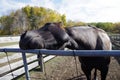 Canadian Barrel Racing Horse