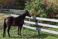 Canadian Barrel Racing Horse Royalty Free Stock Photo