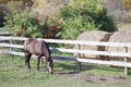 Canadian Barrel Racing Horse Royalty Free Stock Photo