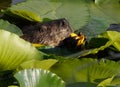 Canadian Beaver