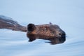 Canadian Beaver Royalty Free Stock Photo