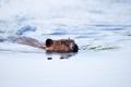 Canadian Beaver Royalty Free Stock Photo