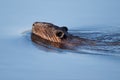 Canadian Beaver Royalty Free Stock Photo