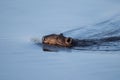 Canadian Beaver Royalty Free Stock Photo