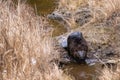 Canadian beaver walks between water Royalty Free Stock Photo