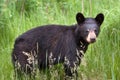 Canadian Black Bear Cub Ursus