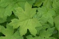 Canadian Bluntleaf waterleaf Hydrophyllum canadense, palmately lobed leaf Royalty Free Stock Photo