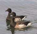 Canadian Brant Goose on the Atlantic Ocean