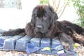 Newfoundland Dogs