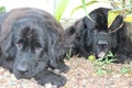 Newfoundland Dogs