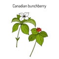 Canadian bunchberry cornus canadensis