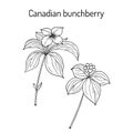 Canadian bunchberry cornus canadensis , medicinal plant