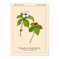 Canadian bunchberry cornus canadensis , medicinal plant