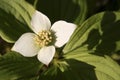Canadian bunchberry