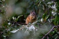 Canadian chipmunk is such a cute animal, Canadian Rockies, Kananaskis Country, Canada, Alberta province Royalty Free Stock Photo