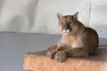 A canadian Cougar rests on his house in the zoo. the animal