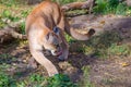 Canadian cougar is standing about broken tree