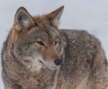 Canadian coyotes in the snow