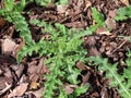 Canadian, creeping or field thistle Royalty Free Stock Photo