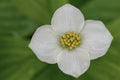 Bunchberry Cornus canadensis, white flower in close-up Royalty Free Stock Photo