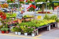 Canadian elderly woman looking at the plants and flowers of a flower shop