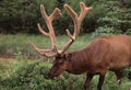 Canadian Elk Foraging
