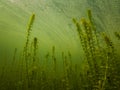 Canadian Elodea Waterweed Growing Underwater in a Pond, County Wicklow Royalty Free Stock Photo