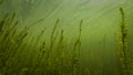 Canadian Elodea Waterweed Underwater in a Pond, County Wicklow Royalty Free Stock Photo