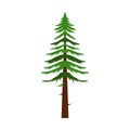 Canadian fir icon, flat style