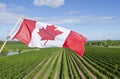 Canadian Flag Flying Over a Vineyard #1