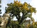 Canadian flag seen though trees at legislative grounds Royalty Free Stock Photo