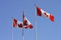 Canadian Flags flying in the breeze Royalty Free Stock Photo
