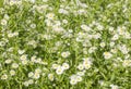 Canadian Fleabane, Horseweed field